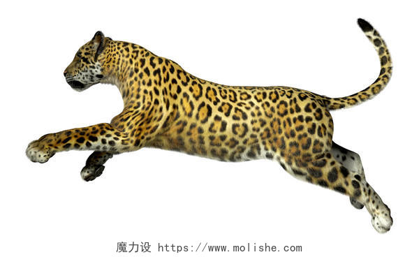 非洲猎豹金钱豹豹子动物
